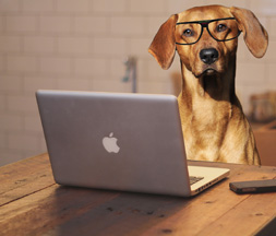 Dog on Computer