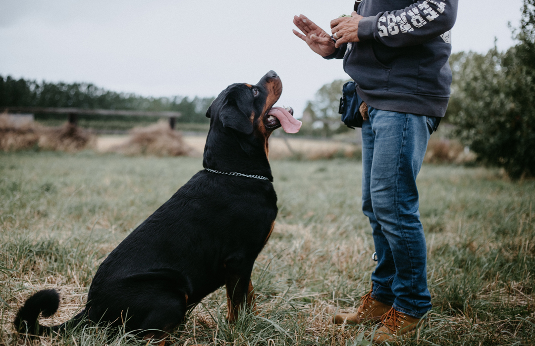 Man Training Rottweiler